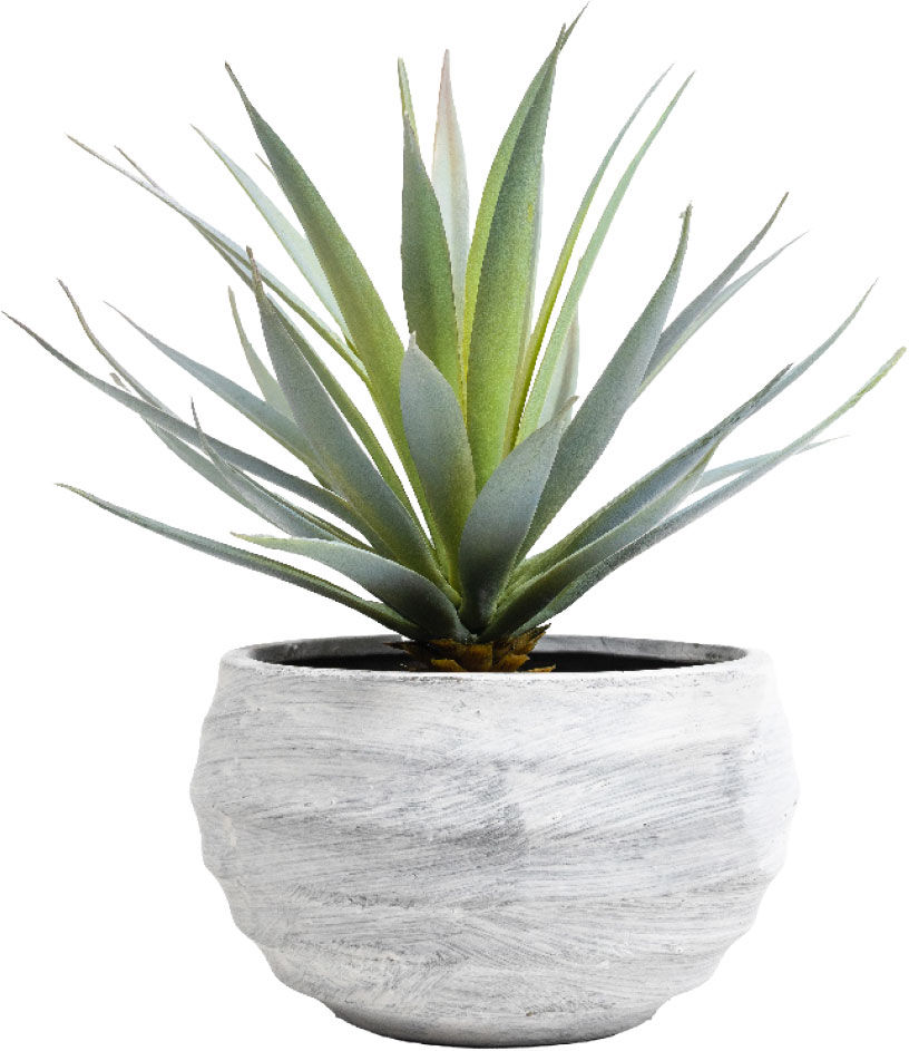 A succulent
